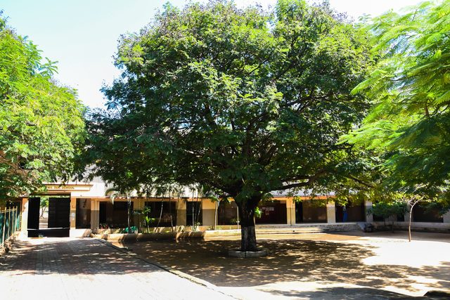 The school grounds beneath an old shade tree